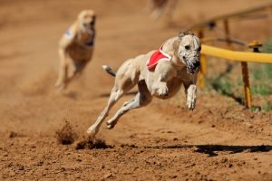 Magic City Casino to Get Rid of Dog Race Track and Keep Slots