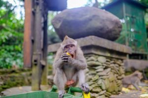 Bartering vs. Gambling:  A Tale of Balinese Monkeys Seeking Thrill